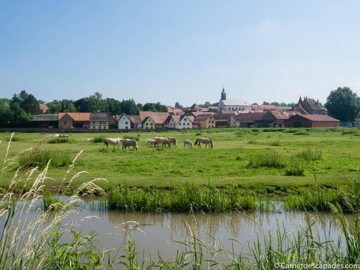 Coeur D'Alsace Colmar Vignobles Ouest Avec Terrasses Villa Wintzenheim Eksteriør billede