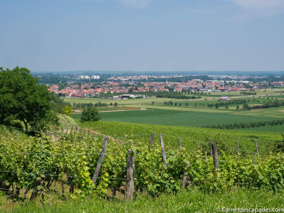 Coeur D'Alsace Colmar Vignobles Ouest Avec Terrasses Villa Wintzenheim Eksteriør billede